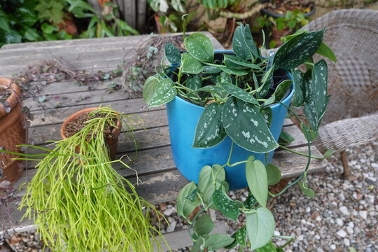 Potted scindapsus pictus and rhipsalis plant on a rustic wooden table