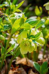 Obraz premium Soft green flowers open gracefully in a garden filled with lush greenery and warming sunlight