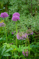 Purple allium flowers rise majestically, adding color to a tranquil garden filled with greenery