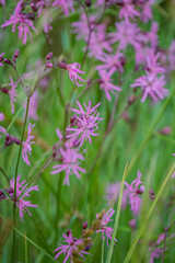 Obraz premium Colorful wildflowers bloom vibrantly under the warm sun, surrounded by lush green grass