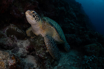 Obraz premium Green sea turtle (Chelonia mydas) resting on a coral reef in Indonesia – underwater wildlife.