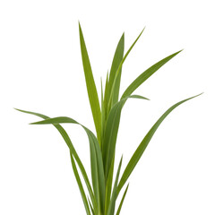 A green plant with long leaves on a white background