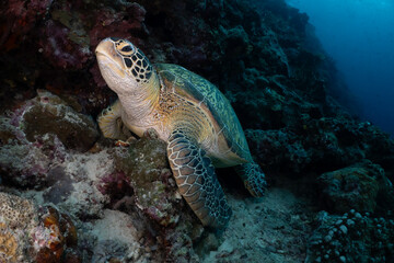 Fototapeta premium Endangered Green sea turtle on a healthy reef – a call for ocean conservation and marine protection.
