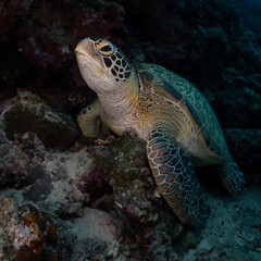 Obraz premium Sea turtle on reef with dark blue copy space – minimalist underwater design template.