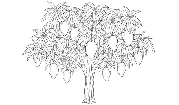 Hand drawn mango tree outline vector illustration isolated on white background for botanical, agricultural, and educational design