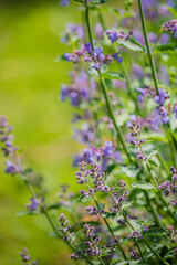 Obraz premium Purple flowers bloom amidst lush green foliage, creating a serene and colorful garden scene