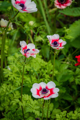 Colorful anemone flowers dance in the breeze, showcasing their beauty in a vibrant garden scene