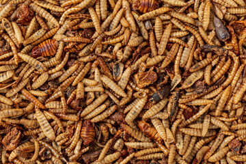A vibrant array of edible insects fills the market, tempting visitors with unique flavors