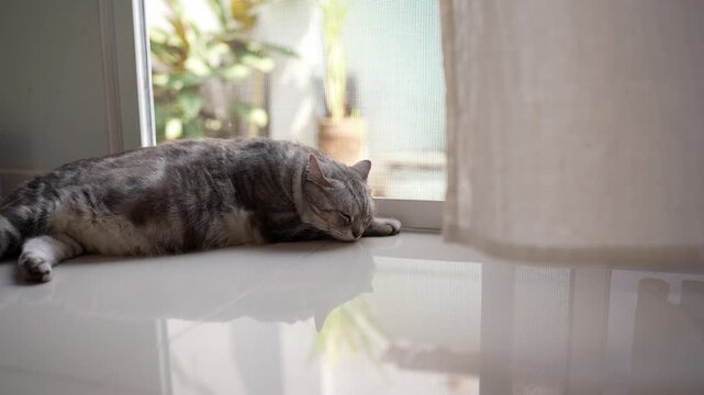 Cinematic Shot of Chubby Grey American Shorthair Cat Sleeping by Glass Door with Blowing Sheer Curtains in White Room, Symbolizing Quiet Solitude and Loneliness. slow motion