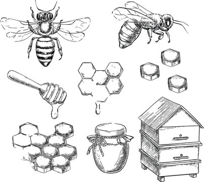 Hand drawn honey bee set featuring honeycomb, wooden beehive, honey jar, dipper, and flying bees representing natural organic apiary products and beekeeping.