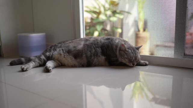 Sad Chubby Grey American Shorthair Cat Lying by Glass Door in White Living Room with Blowing Curtains, Symbolizing Loneliness and Melancholy.