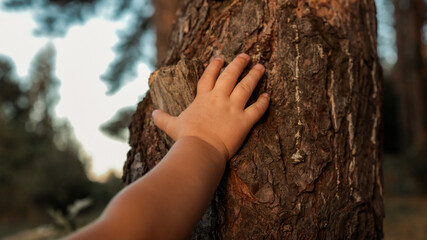 Child's hand gently touching the rough bark of a mature tree in a forest setting