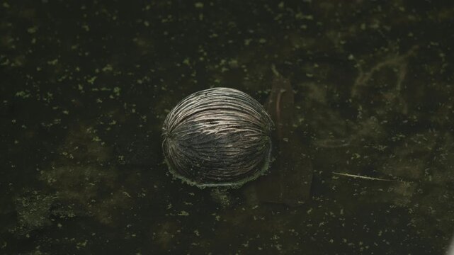 A static, close-up shot of a weathered, fibrous seed pod resting in dark, stagnant pond water surrounded by green duckweed and organic debris.