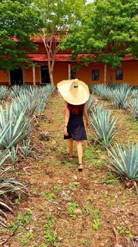 Walking through an agave field in Mexico to learn about tequila production. A person walks through rows of agave plants in Mexico.