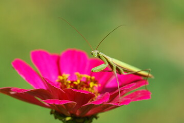Mantis close-up, in a natural habitat. Macro photography