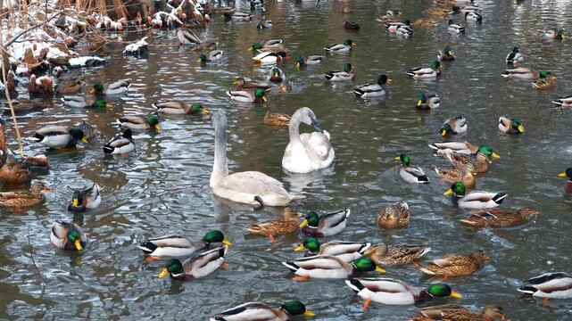 Large flock of mallard ducks and swans on water. High angle view of numerous ducks and two juvenile swans swimming in a pond during winter.