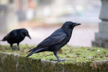 Corneilles au cimetière du Père Lachaise à Paris © ROSENMAN