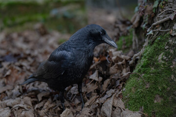 Corneille au cimetière du Père Lachaise à Paris © ROSENMAN