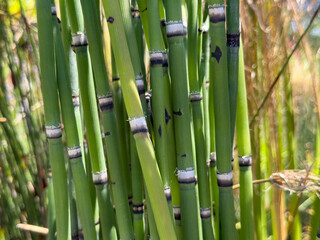 Obraz premium A view of a rough horsetail plant.