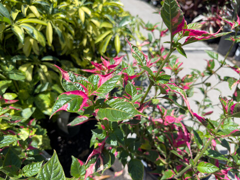 A view of the leaves of the alternanthera party time plant.