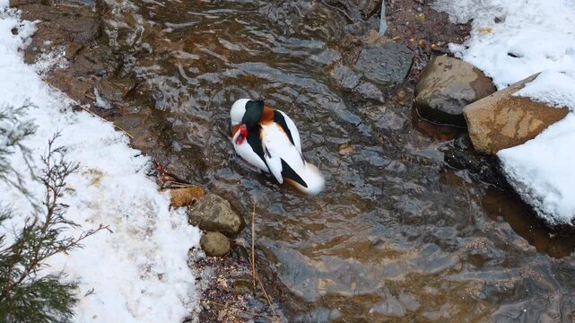 Common shelduck swimming in a stream with snow on banks. Colorful duck with white, black, and chestnut plumage in water. Winter landscape with snow-covered ground.