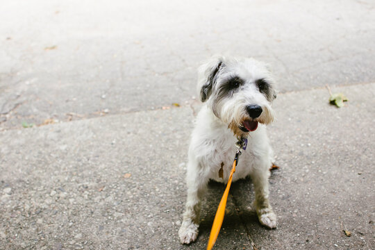 Schnauzer puppy on a leash in city