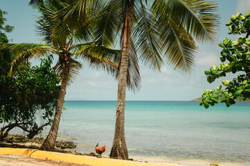 Chicken under palm tree by clear water at Playa Sardinas, Culebra