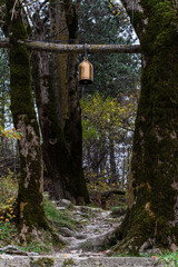 Path in wild autumnal forest