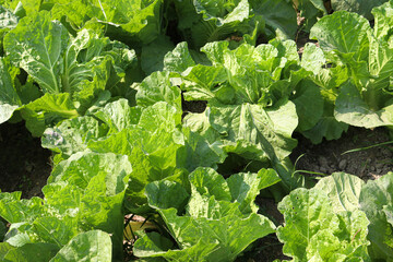 Fototapeta premium green colored lettuce farm on field