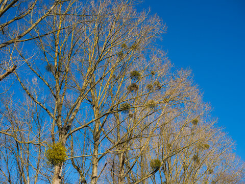 Mistletoe, on Winter  Trees, Marlow, Buckinghamshire, UK.