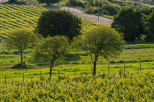 Vineyard in georgian wine region Kakheti