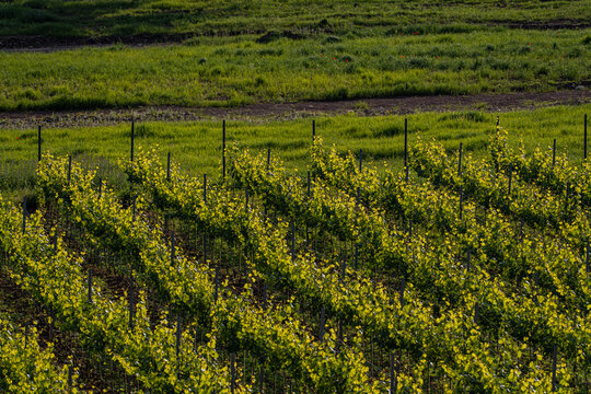 Vineyard in georgian wine region Kakheti