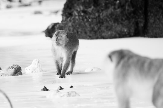 monkeys in koh phi phi islands
