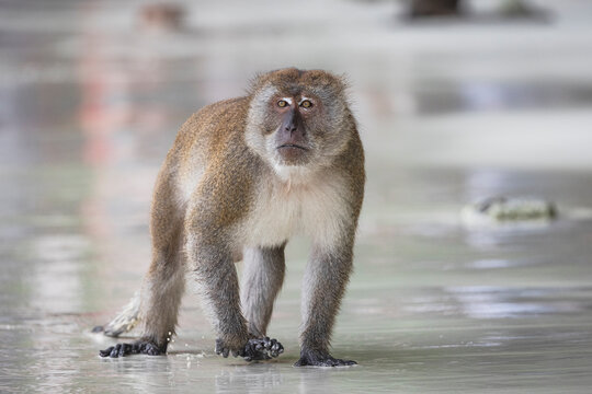monkeys in koh phi phi islands