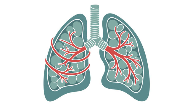 Human lungs anatomy illustration with trachea and blood vessels.