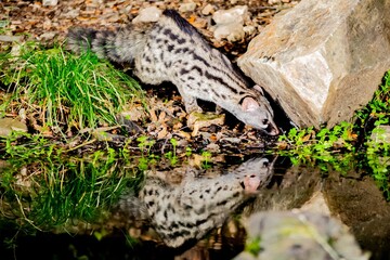 Fototapeta premium Genet (Genetta genetta) smelling the forest floor