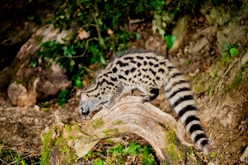 Obraz premium Genet (Genetta genetta) climbing in a tree