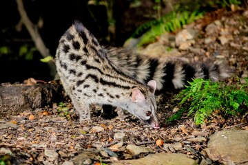 Obraz premium Genet (Genetta genetta) smelling the forest floor