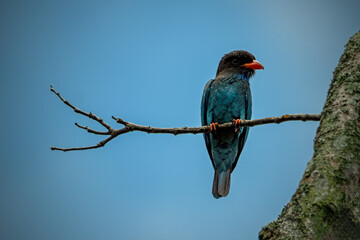 dollars bird on branch in the morning © Cavan