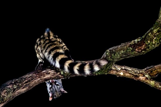 Genet (Genetta genetta) climbing in a tree