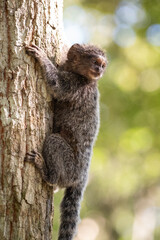 White-tufted-ear Marmoset hanging on tree trunk in Rio de Janeiro