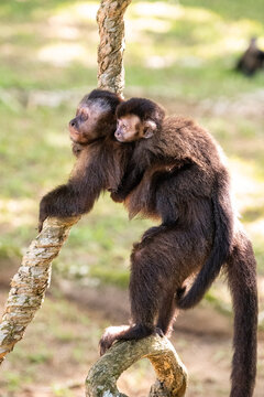 Capuchin monkey mother with baby in the Botanical Gardens of Rio