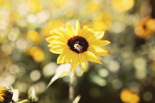Honey Bee on top of Sunflower