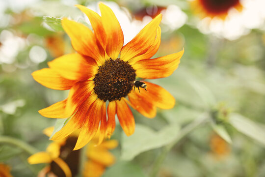 Plants and Flowers Bee Pollination
