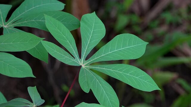 Cassava leaves gently swaying in soft tropical breeze. Natural green foliage shows detailed veins and organic movement in outdoor garden setting