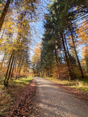 Obraz premium Golden autumn tree canopy against cloudy sky in vibrant fall colors