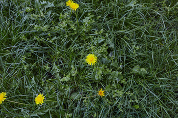 Green meadow with yellow dandelions in spring. Closeup of yellow spring flowers on the ground