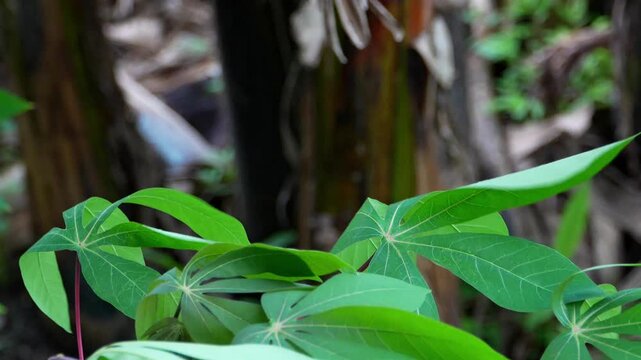 Cassava leaves bending under strong tropical wind in rural field. Vibrant green foliage shows dynamic motion and natural outdoor environment