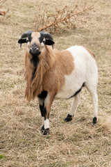 Obraz premium Kamerun Schafe, Böcke und Lämmer in allen Farben