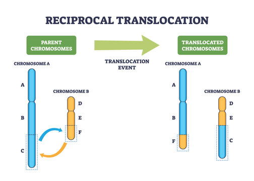 Reciprocal translocation brief diagram shows chromosome A and B exchanging segments via arrows, illustrating genetic material swap during the translocation event. Outline diagram
